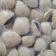 ALMEJA ENTERA 60/80 - 1 KG Almeja Entera 60/80 - 1 Kg