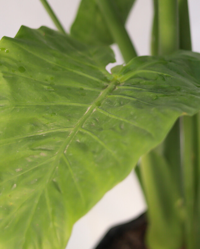 Alocasia Odora - H: 1m Alocasia Odora - H: 1m