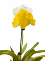ORQUÍDEA PAPHIOPEDILUM AMARILLA