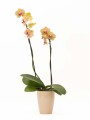 ORQUIDEA CON PORTA MACETA ROSA