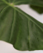 Alocasia Odora - H: 1m Alocasia Odora - H: 1m