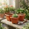 Set x3 maceta mediana cuadrada 4,3 lts TERRACOTA