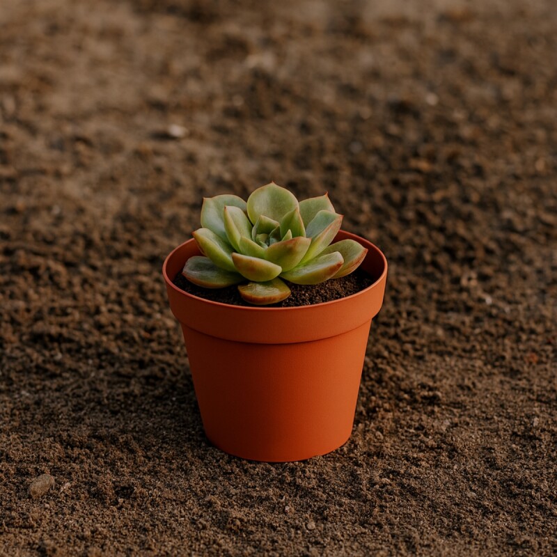 Maceta 1,5 lts TERRACOTA