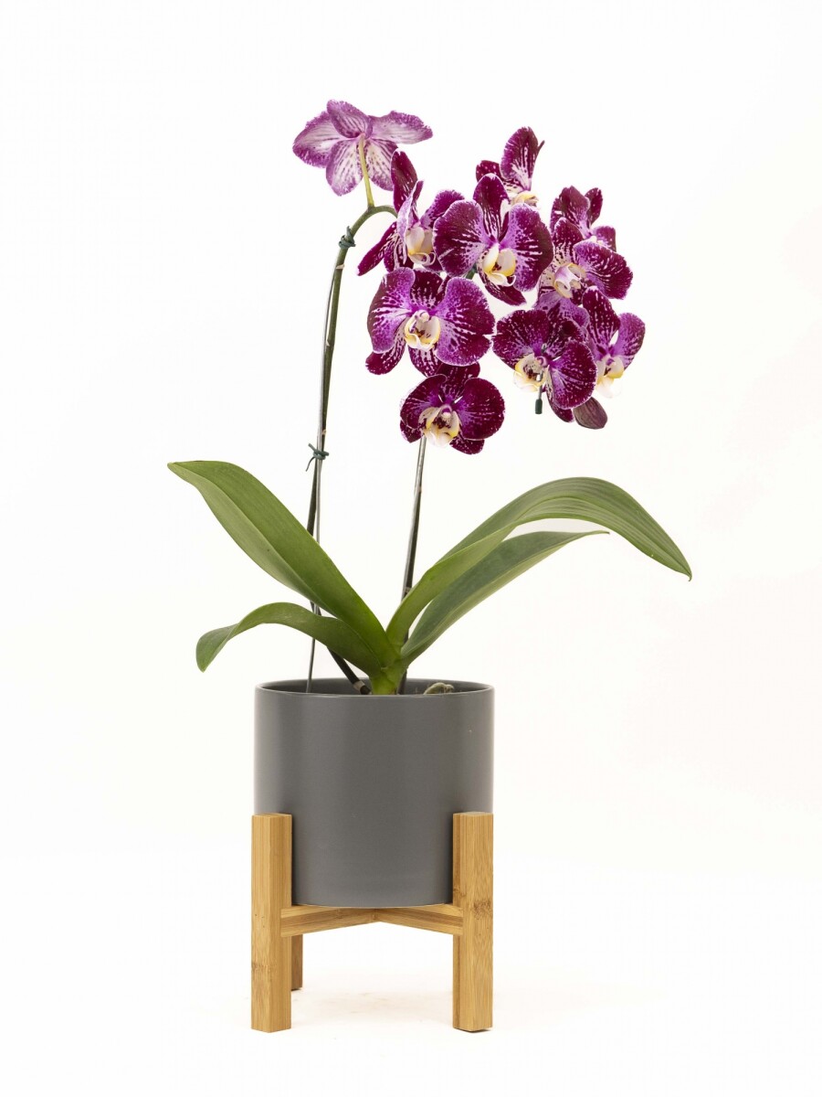 ORQUIDEA CURVA CON MACETA GRIS OSCURO Y SOPORTE