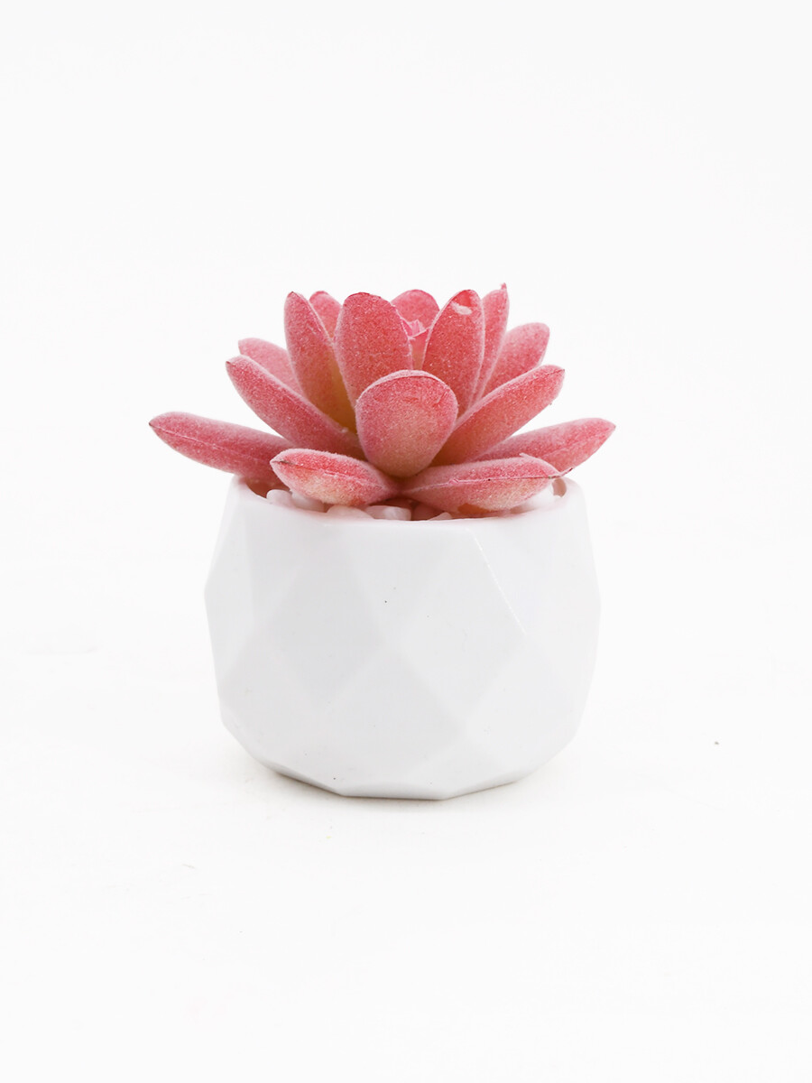 SUCULENTA NARA - BLANCO 