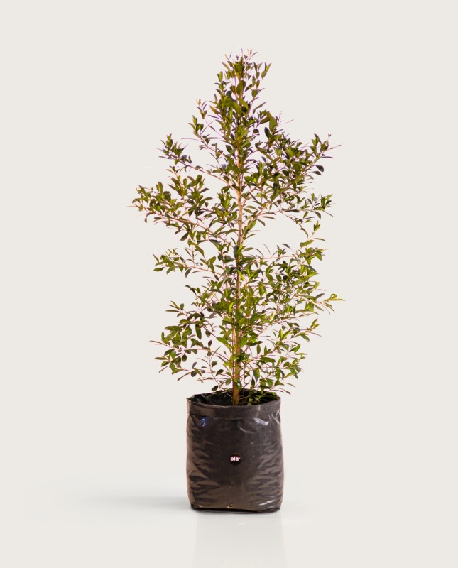 Arbusto Eugenia M - H: 1.2m