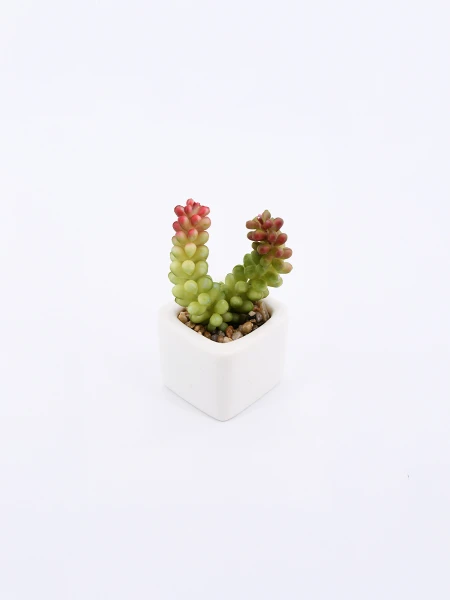 SUCULENTA VERDE