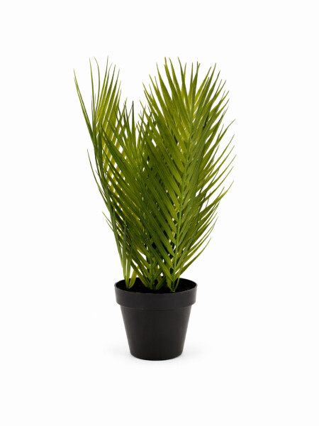 PALMERA VERDE