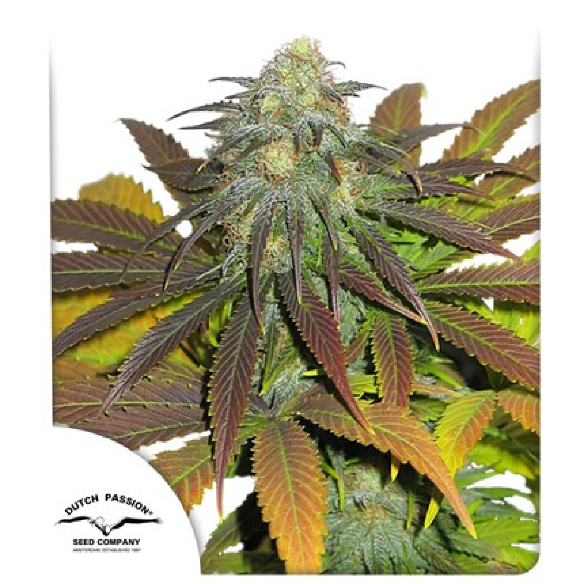 FEM - CALIFORNIAN ORANGE® X3 UNIDADES 