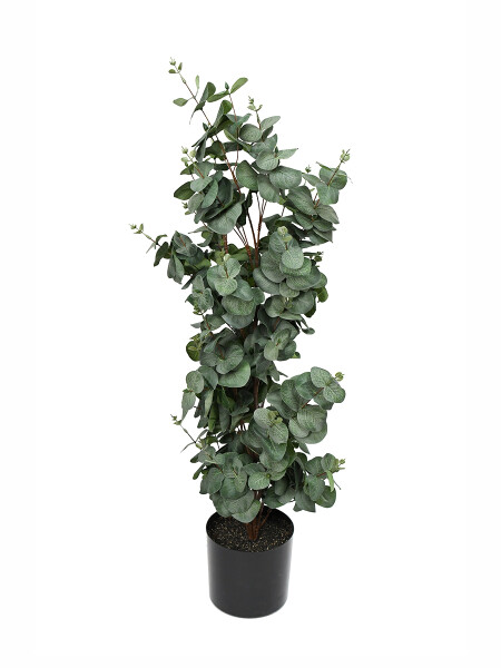 EUCALIPTO DE VERDE