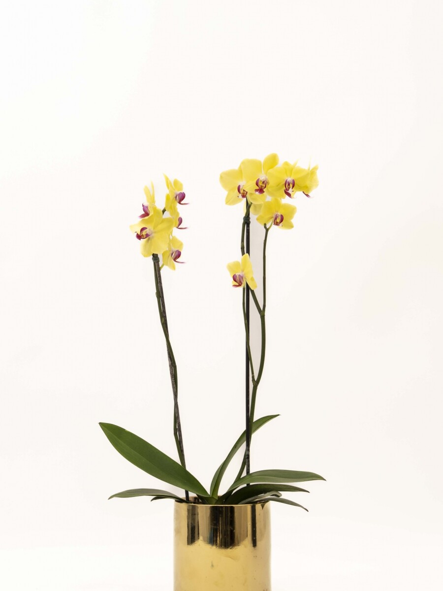 ORQUIDEA CON MACETA MINIMALISTA DORADA