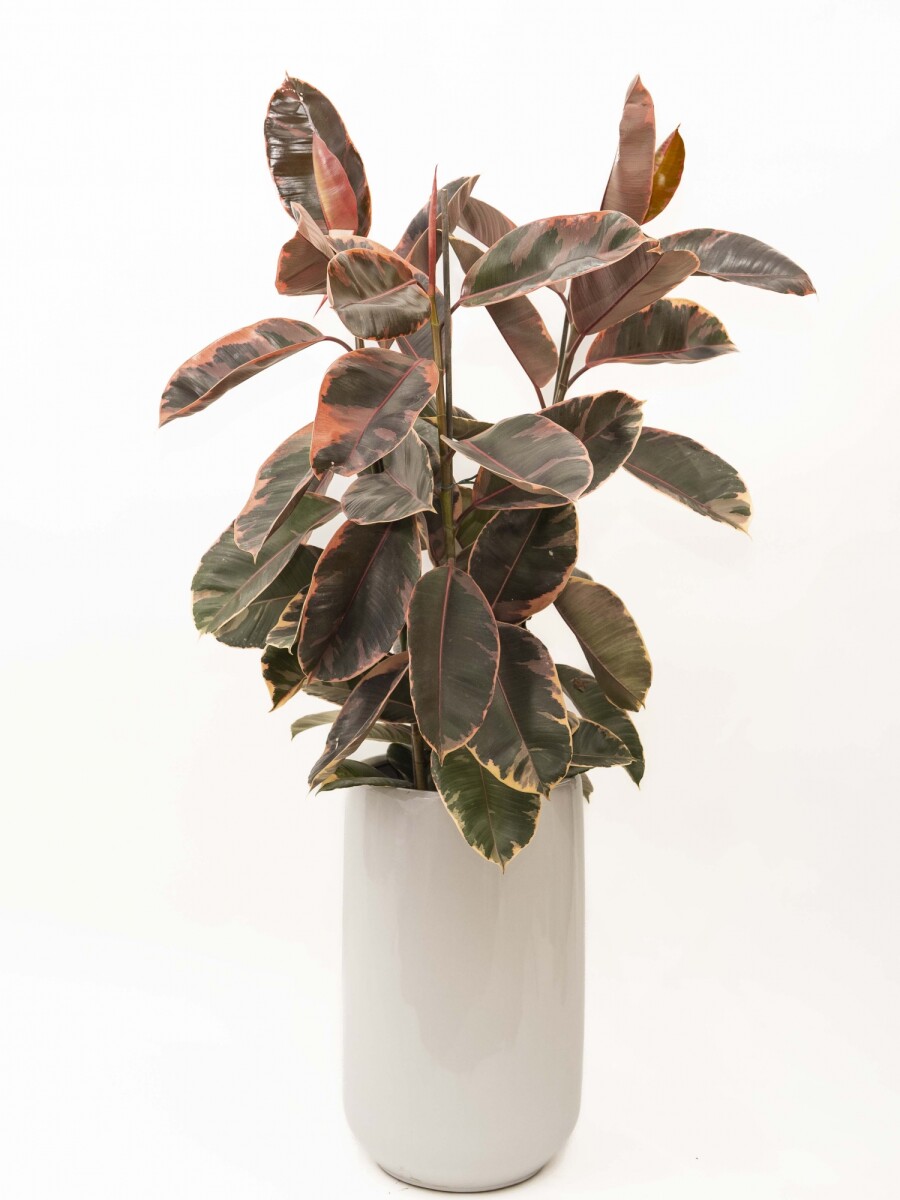 FICUS ELASTICA RUBY EN MACETA CERAMICA ESMALTADA BLANCA FICUS ELASTICA RUBY EN MACETA CERAMICA ESMALTADA BLANCA