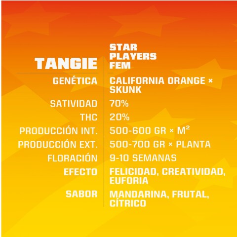 FEM - TANGIE X4 UNIDADES