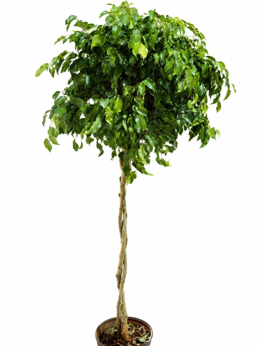 FICUS BENJAMINA TOPEADO FICUS BENJAMINA TOPEADO