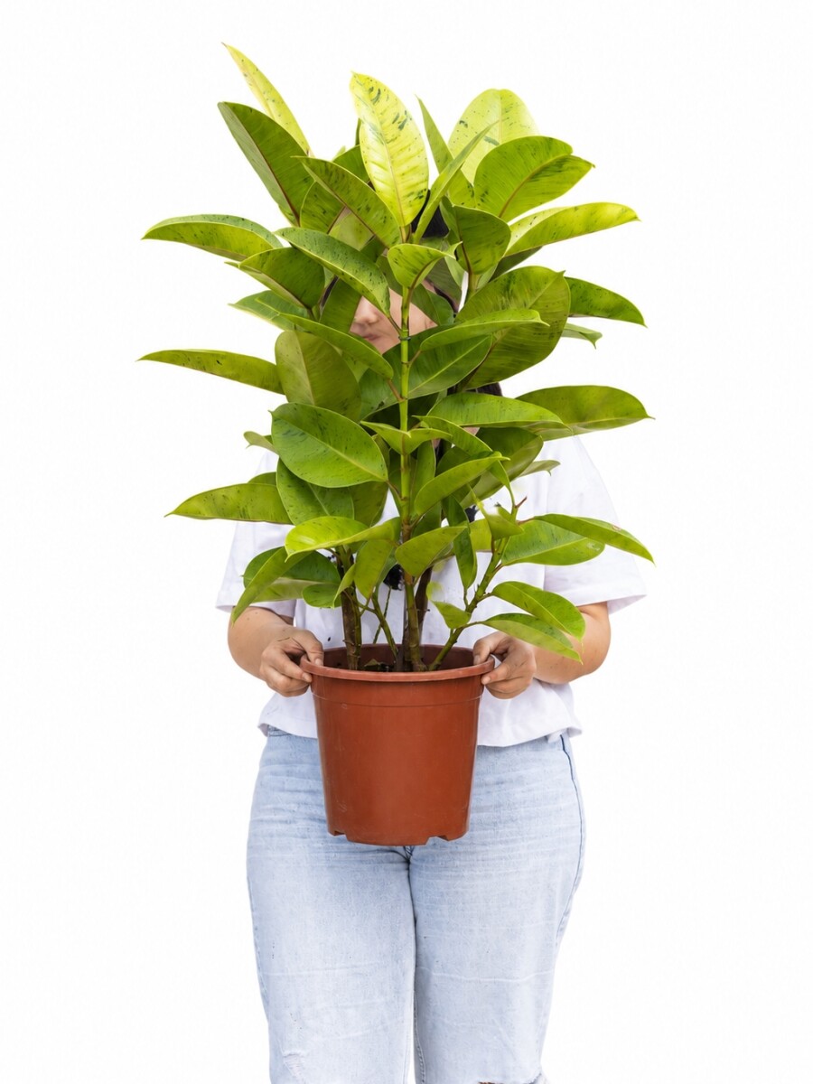 FICUS ELASTICA (GOMERO) SHIVERIANA L VARIAS RAMAS FICUS ELASTICA (GOMERO) SHIVERIANA L VARIAS RAMAS