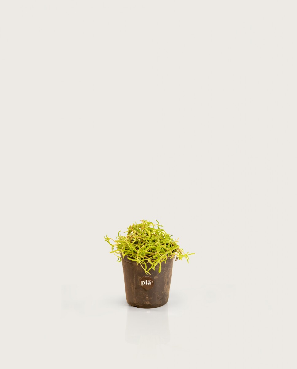 Cubresuelo - Granito de arroz - H:15cm 
