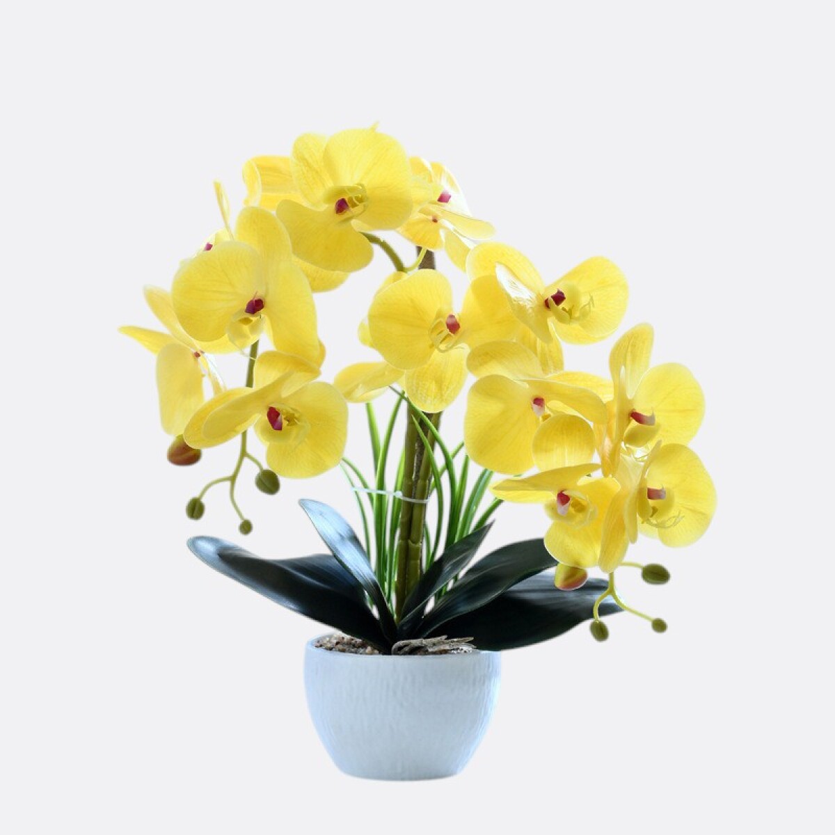 Orquidea Con Maceta Blanca - Amarillo 