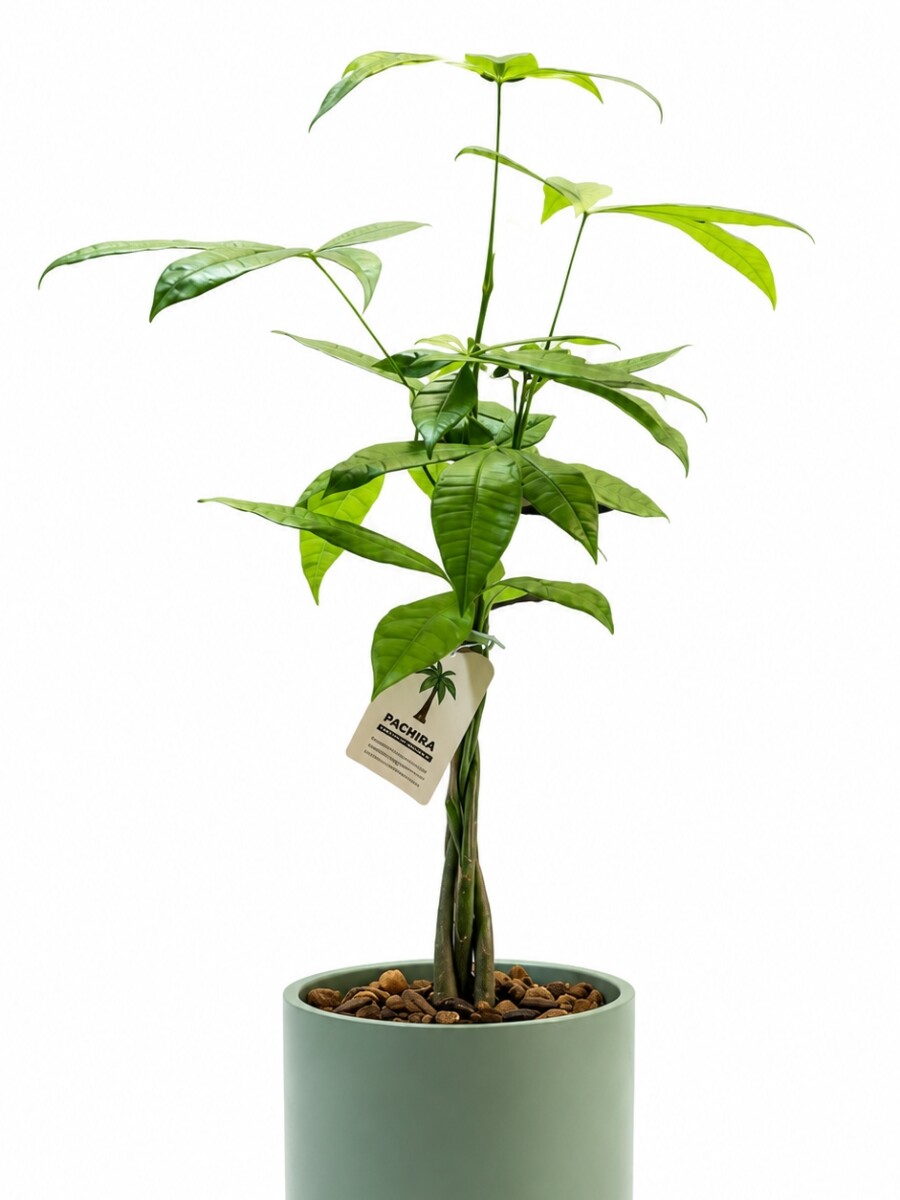 MONEY TREE (PACHIRA AQUATICA)EN MACETA CERAMICA VERDE