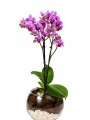 ORQUIDEA MINI EN BOWL ORQUIDEA MINI EN BOWL
