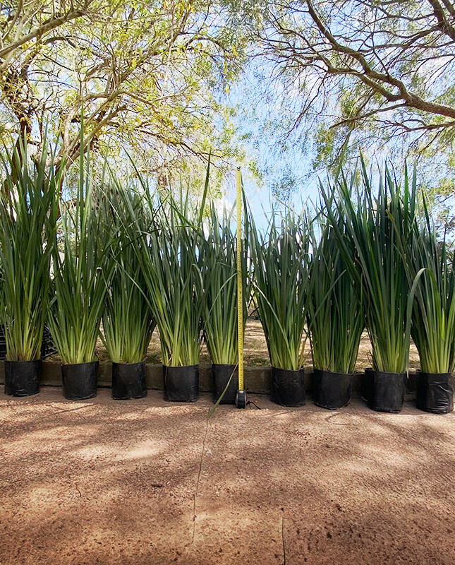 Dietes XL - H: 1m / Excelente follaje - Flor Blanca