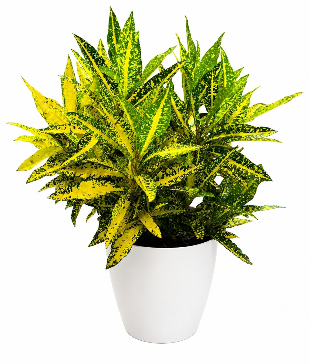 CROTON AMARILLO EN MACETA - BLANCA 