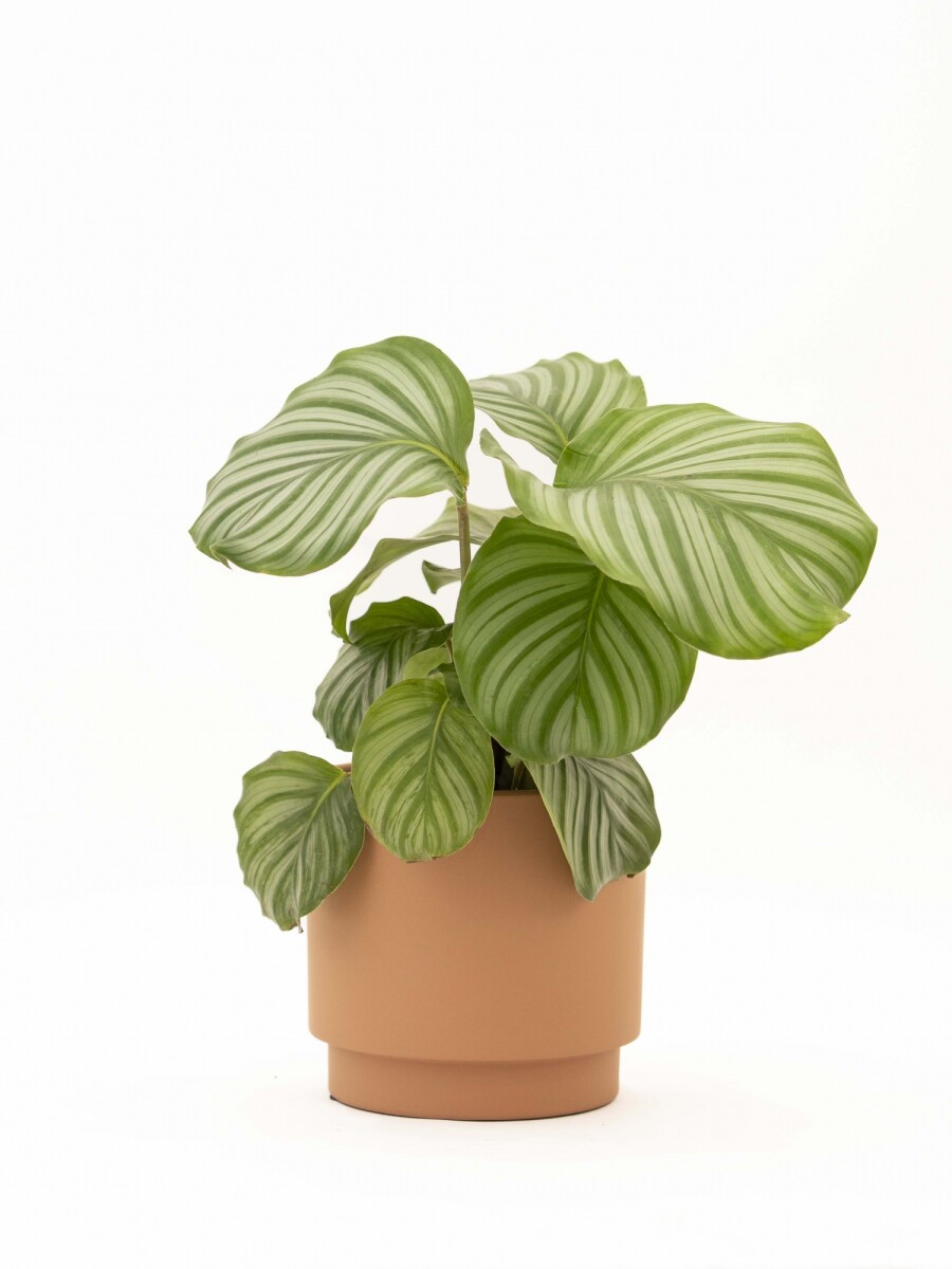 CALATHEA CON MACETA CERAMICA TERRACOTA
