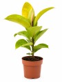 FICUS ELASTICA (GOMERO) SHIVERIANA M 1 RAMA FICUS ELASTICA (GOMERO) SHIVERIANA M 1 RAMA
