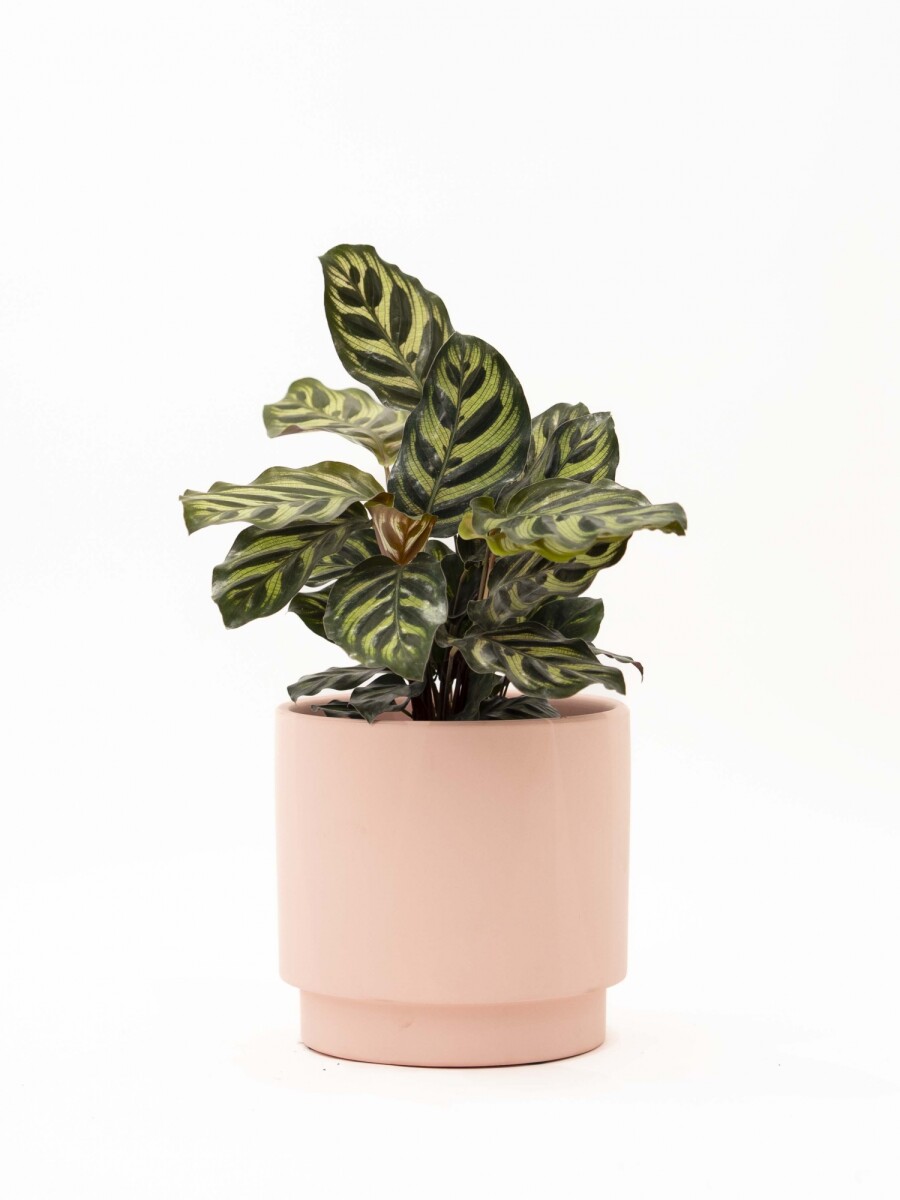 CALATHEA CON MACETA CERAMICA ROSA