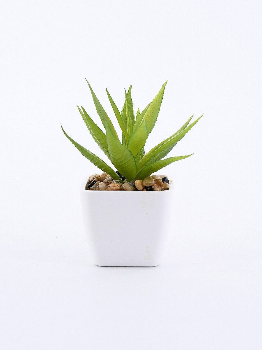 SUCULENTA - VERDE 