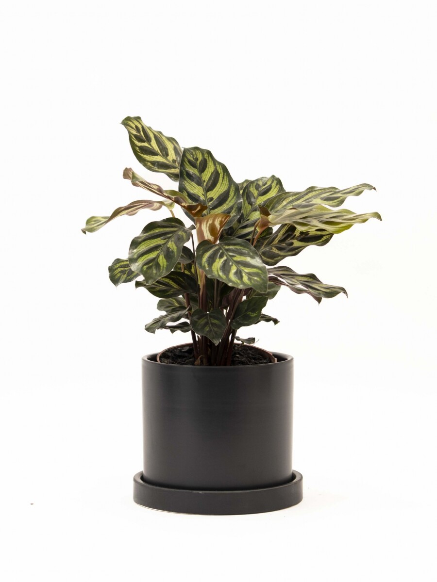 CALATHEA CON MACETA CERAMICA CON PLATO NEGRA