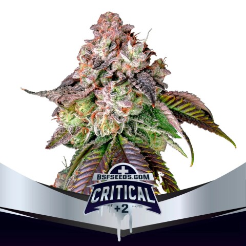 FEM - CRITICAL +2 X12 UNIDADES