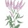 Difusor floral 28 ml verbena