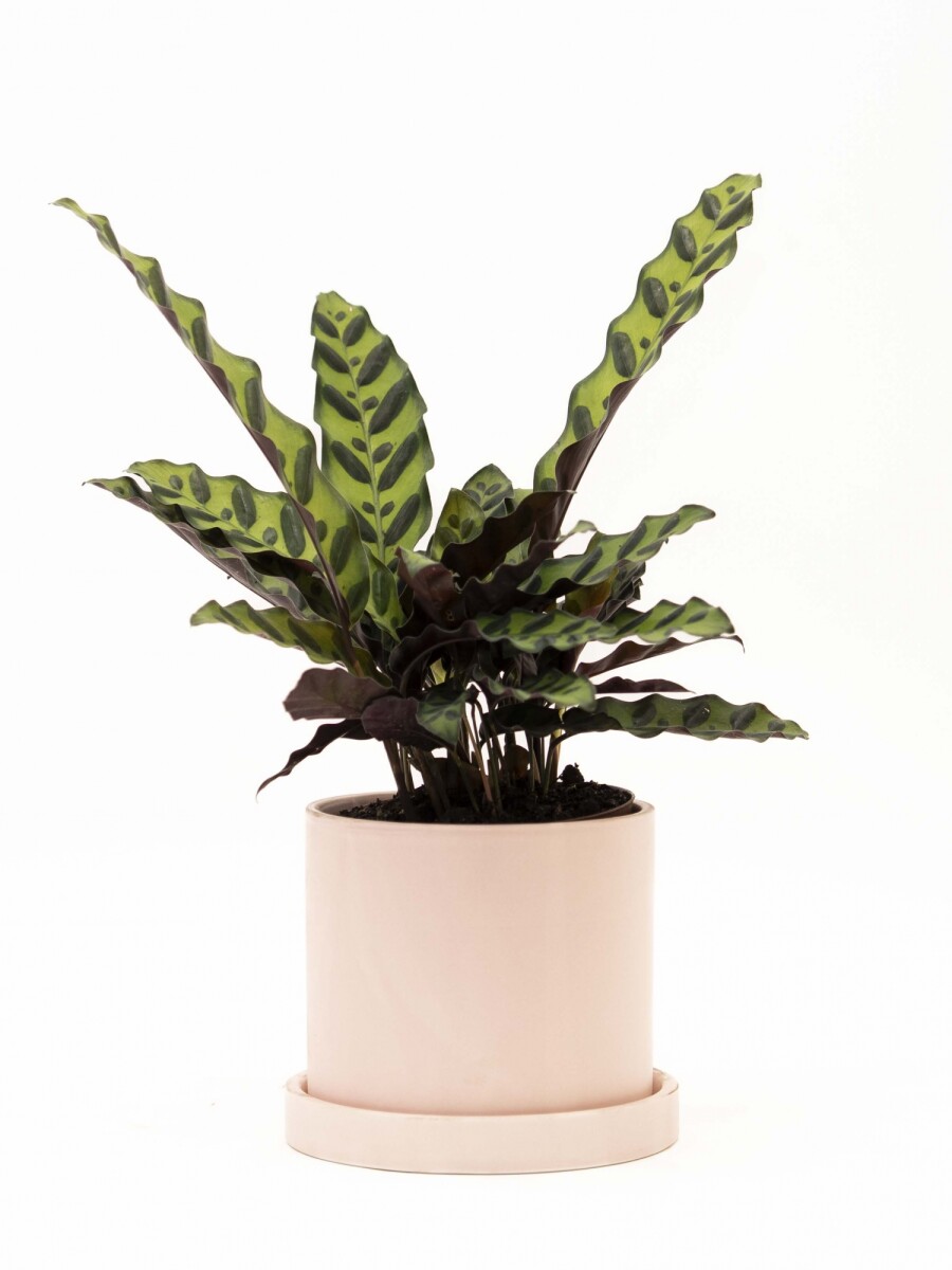 CALATHEA CON MACETA CERAMICA CON PLATO ROSA