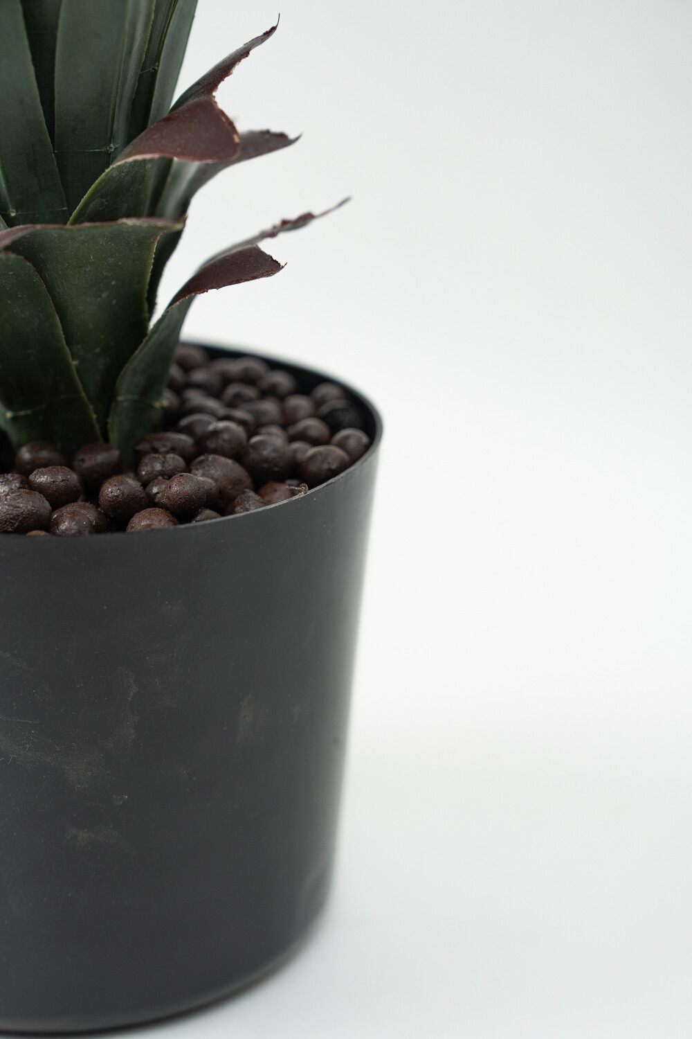 Planta Pitaya Color Unico