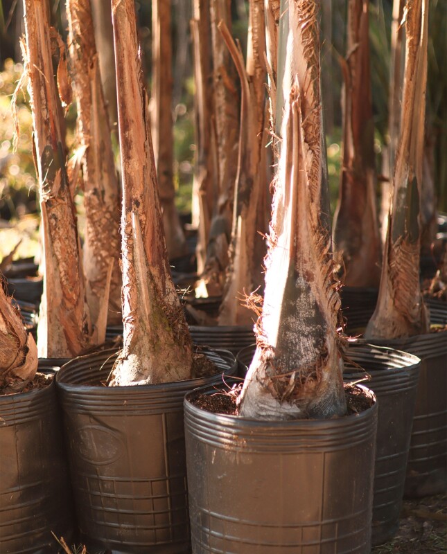 Palmera Pindo XL H: 2.5m / 3m