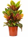 CROTON L CROTON L
