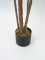 Planta Dracaena Fragrans Color Unico