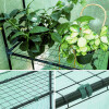 Invernadero Ecodrop con Estantes 145x73x190cm Invernadero Ecodrop con Estantes 145x73x190cm