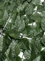ENREDADERA VERDE