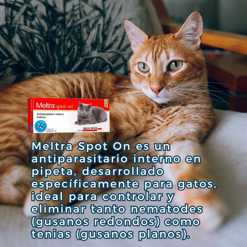 MELTRA SOPOT ON ANTIPARASITARIO INTERNO EN FORMA DE PIPETA PARA GATOS DE 4 A 8 KG MELTRA SOPOT ON ANTIPARASITARIO INTERNO EN FORMA DE PIPETA PARA GATOS DE 4 A 8 KG