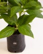 Hortensias H: 40cm - Flor rosada Hortensias H: 40cm - Flor rosada