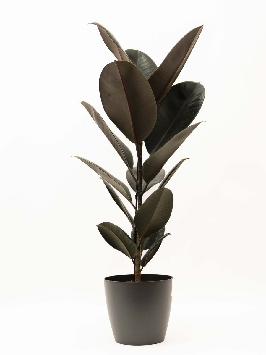 FICUS ELASTICA BURGUNDY EN PORTAMACETA PLASTICO GRAFITO