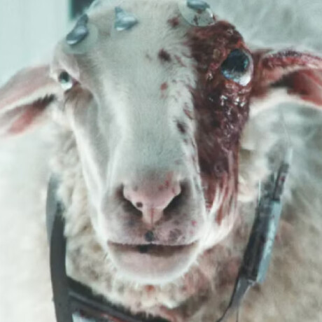 Sheep with The Eye - Alien Earth - 1770 Sheep with The Eye - Alien Earth - 1770