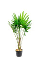 Planta Palmera China 80cm Color Unico