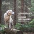 VITALCAN BALANCED EXCLUSIVE PERROS ADULTOS CERDO 15 KG + 2 KG REGALO + TARRINA VITALCAN BALANCED EXCLUSIVE PERROS ADULTOS CERDO 15 KG + 2 KG REGALO + TARRINA