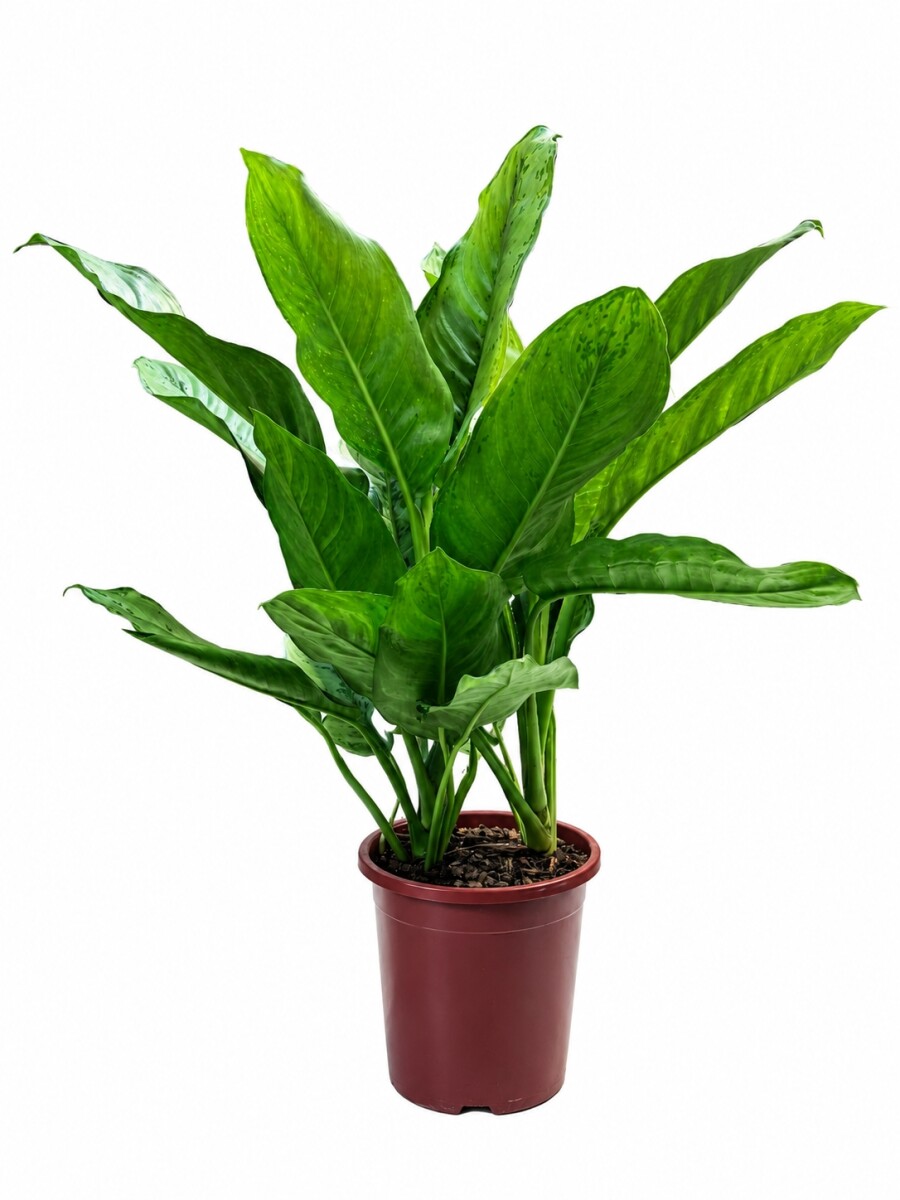 AGLAONEMA VARIADA GRANDE AGLAONEMA VARIADA GRANDE