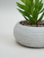 Planta Quovi Estampado 2