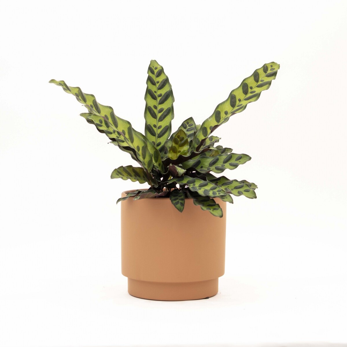 CALATHEA - CON MACETA CERAMICA TERRACOTA 