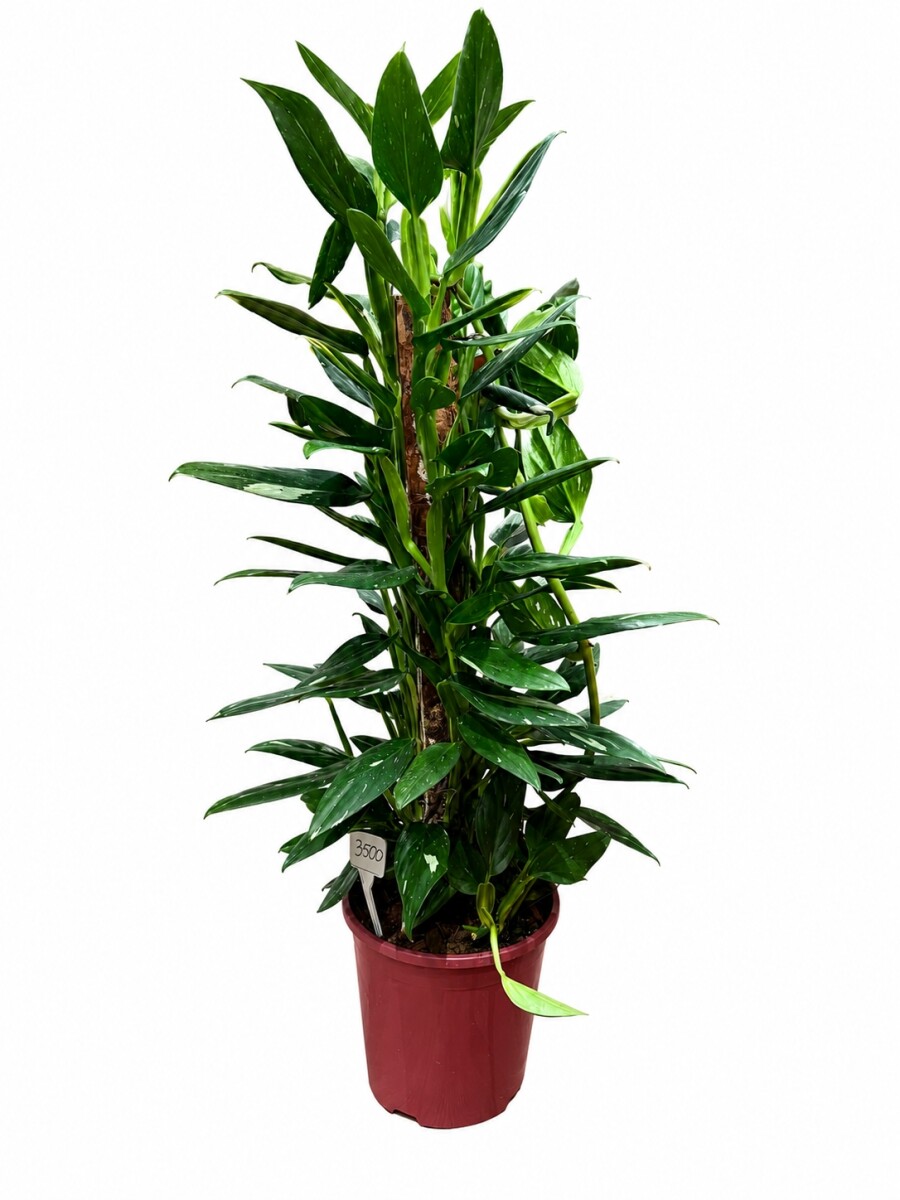 PHILODENDRO STANDLEYANA PHILODENDRO STANDLEYANA