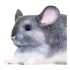 Muñeco Figura Safari Chinchilla Juguete Animal Infantil Muñeco Figura Safari Chinchilla Juguete Animal Infantil
